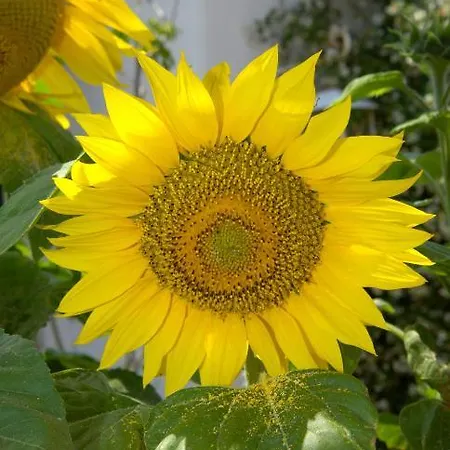Casa Seralba 3* Forio (Isola d'Ischia)