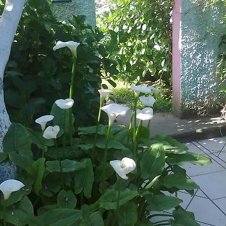 Casa Seralba Panzió Forio di Ischia